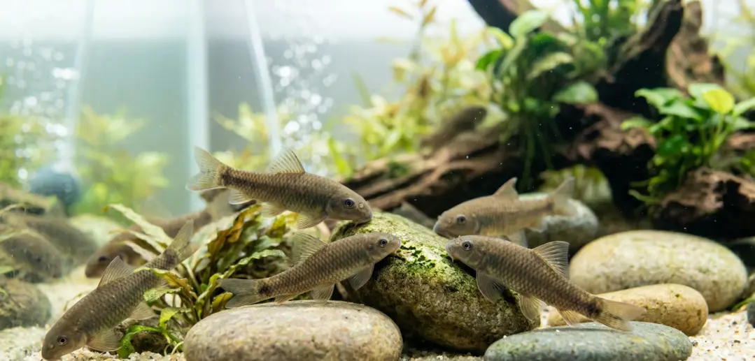 Les poissons de la FishBody Pool : petits artisans du bien-être !